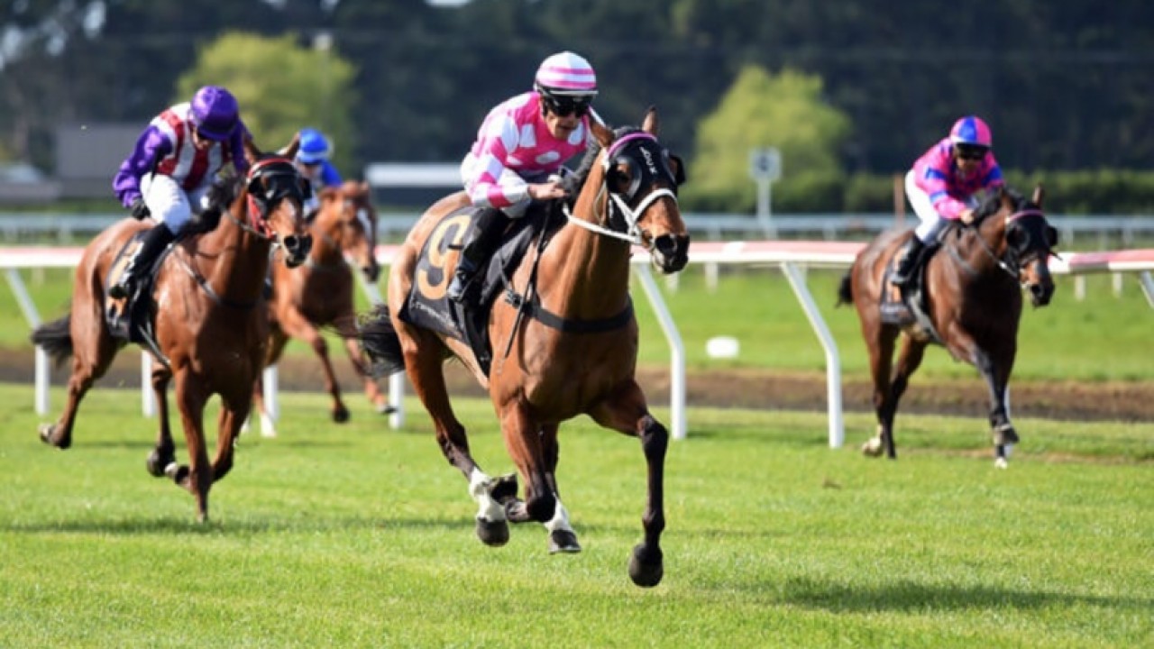 The Gr.3 Pukekohe Traders Counties Cup won by Sacred Falls Image 1